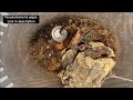 Baby Tarantula Feeding clips