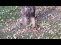 Forest squirrel and 4 nuts