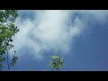 Rowan tree. Relaxation video with bird voices.