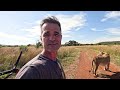 Claws Cut Deep in LION Pride Chaos | The Lion Whisperer