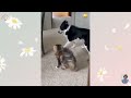 30 Insta-Funny Animal Moments - New Funny Animals 😍 Funniest Dogs and Cats Videos 😺🐶 #9