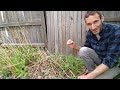 5 Delicious PERENNIAL Vegetables [Come Back Every Year!] 🌿 Grow More Food At Home!