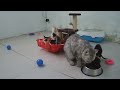 😍 Funny Dog And Cat Videos 🐕 Best Funniest Animals Video 2024 😍😍