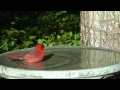 BlueJay and Cardinal bath