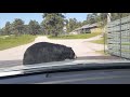 Bear blocking road