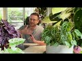 REACTING TO YOUR PLANT COLLECTIONS - Part 1