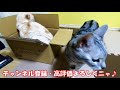 【かわいい猫】突然涙を流した猫？ジジの目にも涙… ＠ねこねこ