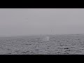 Humpback Whales(3)