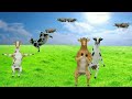 Cow Funny Dance