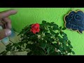 BELEN DOBLE / ROSAS EN MINIATURA