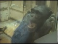Contagious yawning in chimpanzees