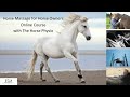 A simple exercise to encourage straightness (home physio for your horse)