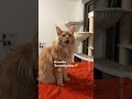 Wholesome Cat Video 🔊 Maine Coon Kitten Growing Up 😻