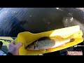 Early Open Water Fishing for Walleye and Sauger on the Mississippi River