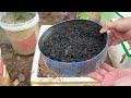 How to grow down super dwarf papaya trees in pots