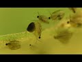 Life On A Stick (seed shrimp vs. daphnia)