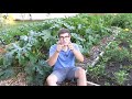 Prune Zucchini to Increase Production - Prevent Powdery Mildew & Prevent Blossom End Rot
