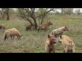 LIONESS Crosses River with CUBS. Then LEOPARD Cubs and HYENAS.