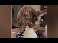 Funniest Animals 2023 - Funny Cats and Dogs - Funny Animal Videos