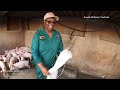 How She Became The Biggest Pig Producer In Zimbabwe