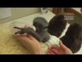 Perth Zoo baby Javan Gibbon 