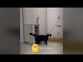 CLASSIC Dog and Cat Videos 🐤😹 1 HOURS of FUNNY Clips 🐶🤣🐷