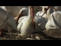 American White Pelicans Travel to Saskatchewan Looking for Love | Wild Canadian Year