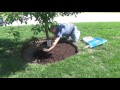 How to edge and mulch around a tree