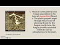 gymnosperms |  class 11 | plant kingdom chapter 3 | class 11 | lecture 1