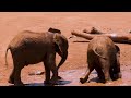 Elephants - Piano