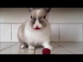 Bunny Eating Raspberries set to O Fortuna