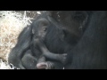 Newborn baby @Burgers' Zoo