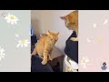 30 Fast and Funny Animal Takes - New Funny Animals 😍 Funniest Dogs and Cats Videos 😺🐶 #7