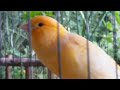 canary expert to seduce your canary to sing a lot