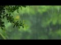 Rain Sounds for Sleeping | Relaxing Rain Sounds For Relax, Study, Reduce Stress, Meditation