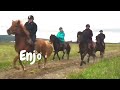 The Pied Piper Of Horses ? Bjarni !  🇮🇸 🐴 #iceland #horses