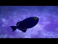 Red Sea Reefs: The World Beneath The Waves (Wildlife Documentary) | Real Wild