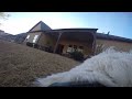 Maltese/Westie Rescue POV with GoPro4 Silver 