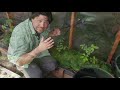 How To Grow Tomatoes Part 3 - Planting In The Garden