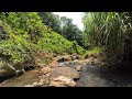 The sound of the river flowing in the forest cools the atmosphere, ASMR