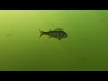 Lot of perch swimming filmed with underwater camera