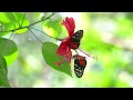 Vancouver Aquarium - Canada Day 2019