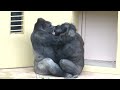Annie seems to love her new keeper ｜Shabani Group・Gorilla