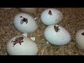 BEST INCUBATOR FOR CHICKEN EGGS WITH 100% EFFICIENCY | DIY HOMEMADE CHICKEN INCUBATOR | YOUCANDOTHIS