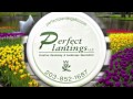 Perfect-Plantings-Services.mov
