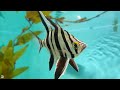 The Best 4K Aquarium for Relaxation 🐠 Sleep Relax Meditation Music - 4K UHD Screensaver