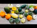 How to grow pumpkin from seeds at home | Method of propagation of pumpkin from seeds