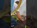 transplanting 2350 Morse Giant pumpkin plant the dog alight
