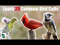 10 Common Backyard Bird Songs and Calls That You Need To Know (Eastern United States)