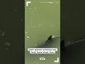 Shark spotted swimming near South Padre Island, Texas